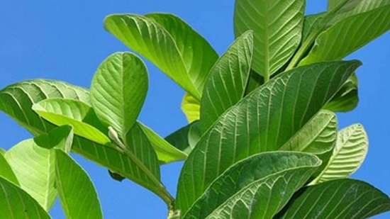 Trị hôi nách vĩnh viễn với lá ổi
